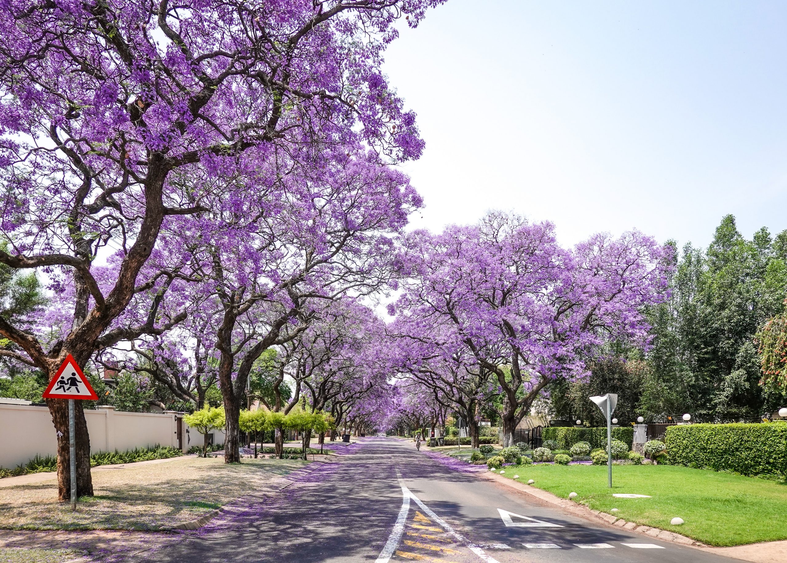 Mills Fitchet Gauteng Pretoria